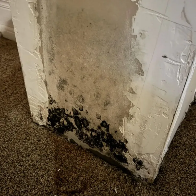 Professional Mold Removal in Lovington, IL